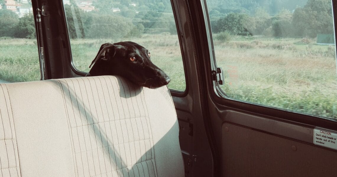road trip animal compagnie